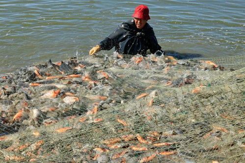 经济 河北丰南 生态水产养殖助增收