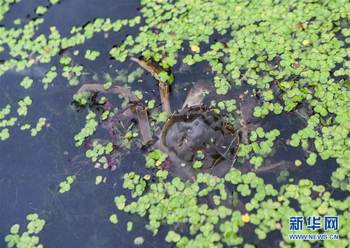 秋风起 湖蟹肥 图片频道