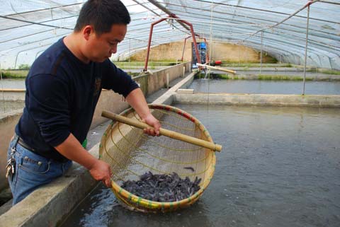 【专业水产养殖场大量供应优质金丝鲶鱼苗 品质良好有机鲶鱼苗批发】价格,厂家,图片,鱼类,湘潭润田水产养殖-