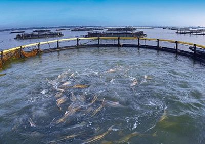 铜仁市水产养殖基地教你如何养殖淡水鱼苗